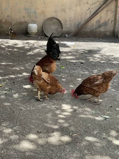 hens for sale