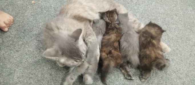 2 pairs of kittens russian tabby breed
