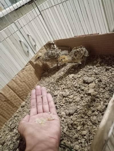 kala teeter chicks pair age ,1 month