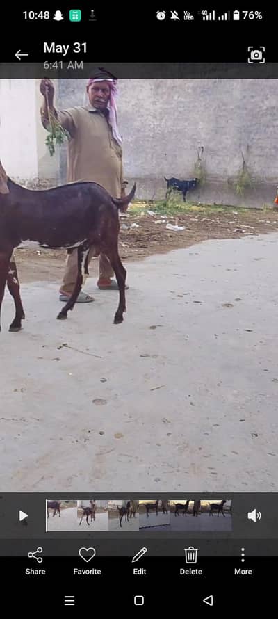 nagra breeder quality bacha