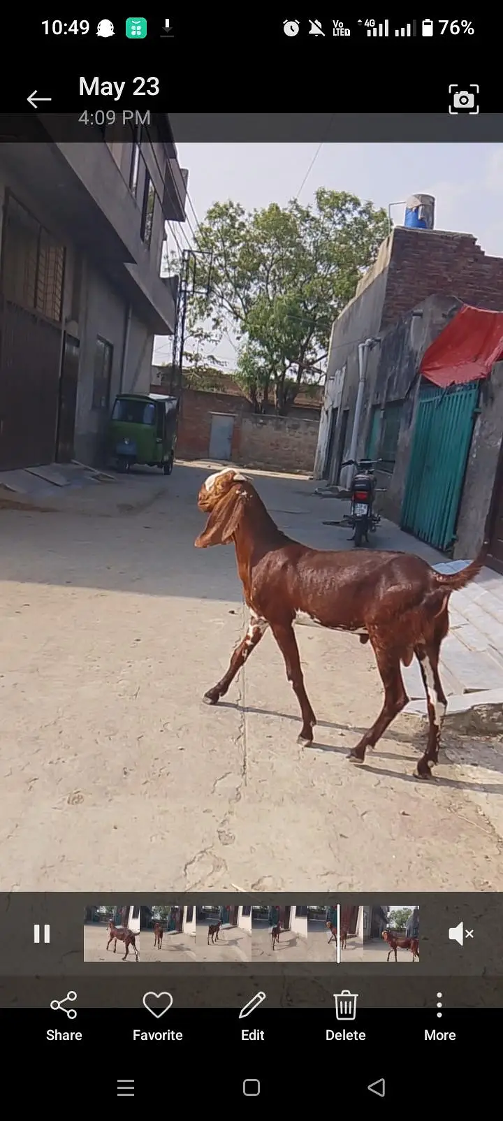 nagra breeder quality bacha — photo 3