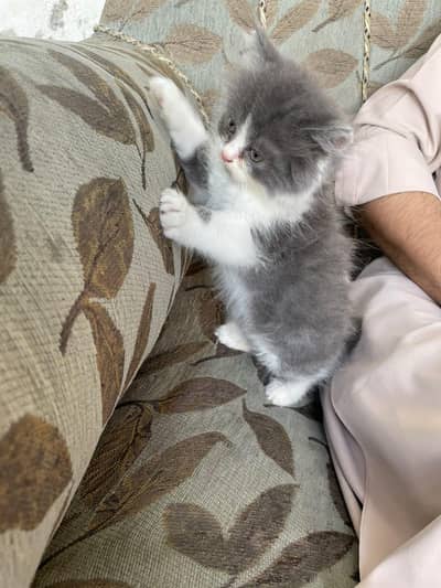 Persian kitten