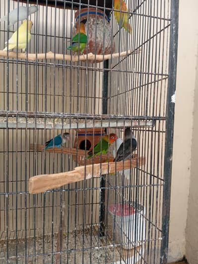 Birds with cage