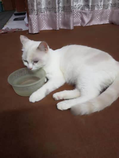 semi Persian cat single coat
