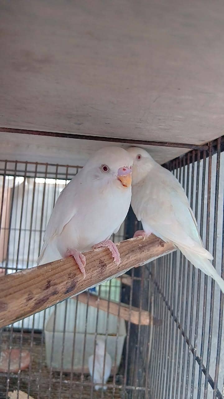 perrots 1
