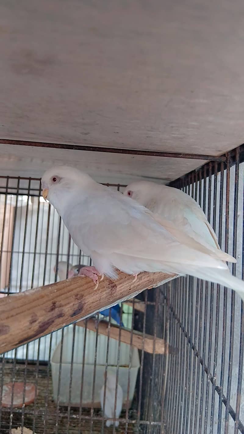perrots 2