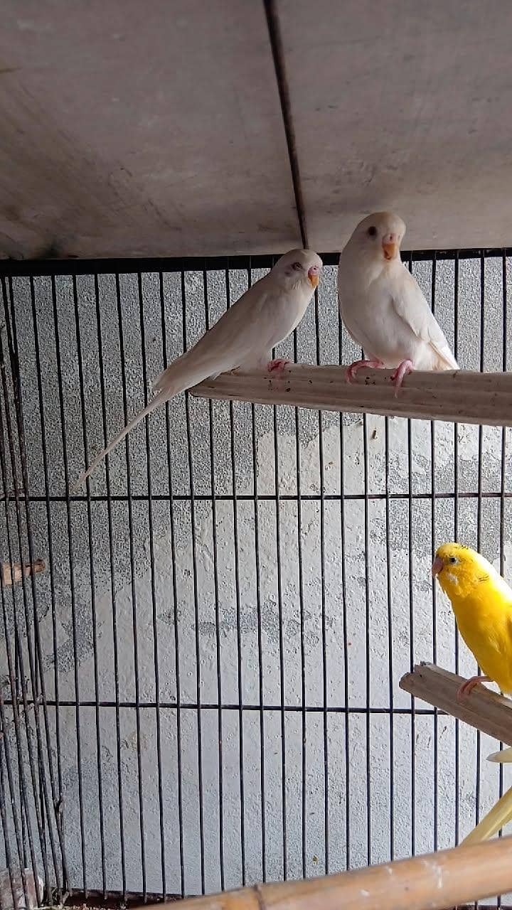 perrots 3
