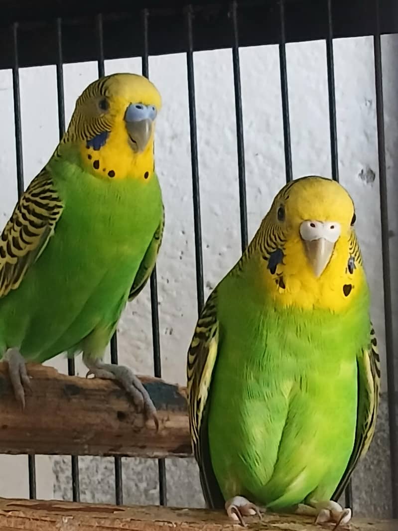 perrots 4