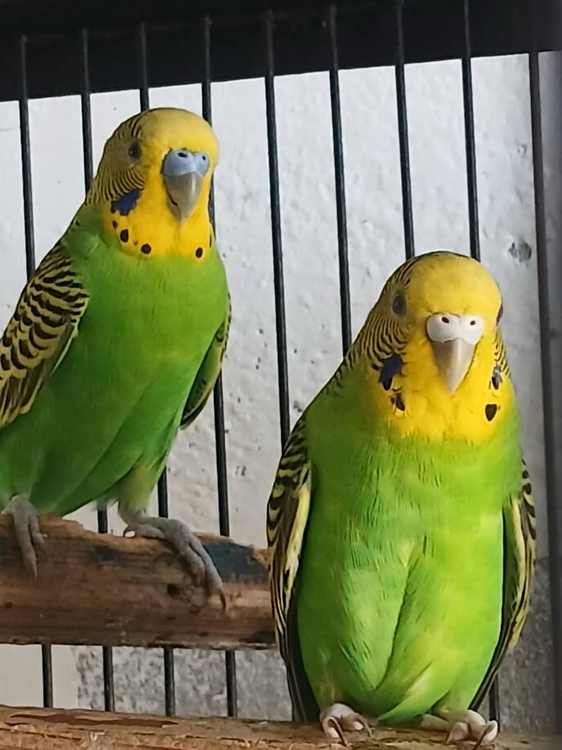 perrots 5