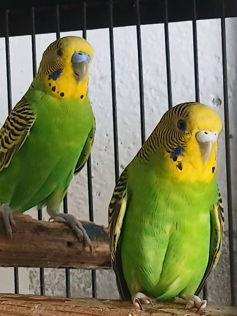 perrots 6