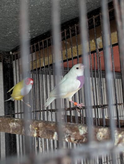 Gouldian Finch Split Blue
