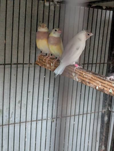 Gouldian Finch Split Blue Extra Female