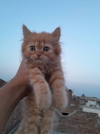 Male Punch Face Persian Kitten