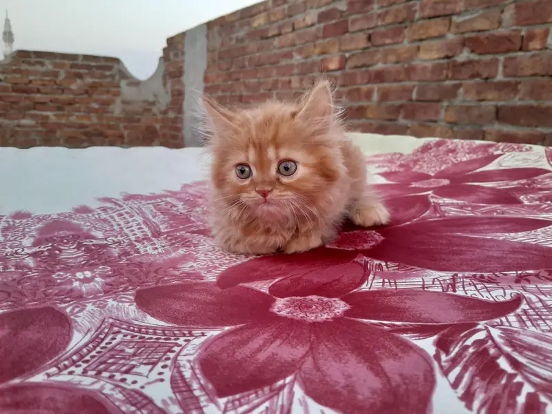 Male Punch Face Persian Kitten — photo 2