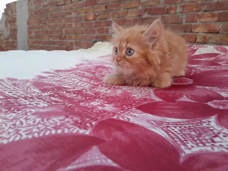 Male Punch Face Persian Kitten — photo 3