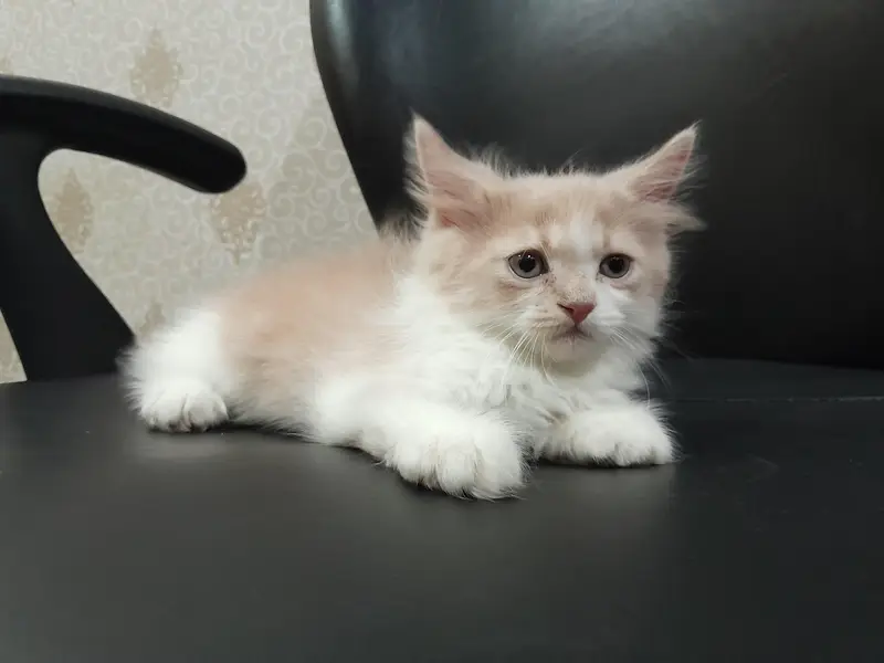 Male Punch Face Persian Kitten — photo 4