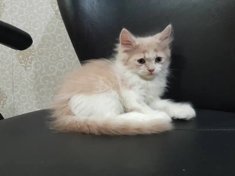 Male Punch Face Persian Kitten — photo 5