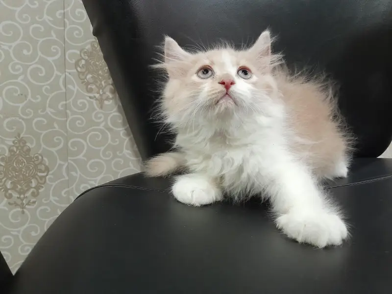 Male Punch Face Persian Kitten — photo 6