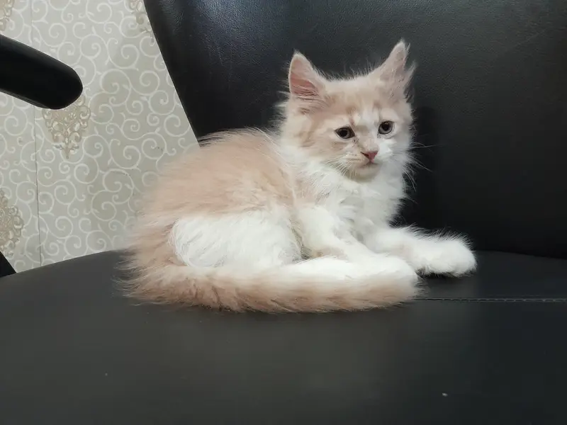 Male Punch Face Persian Kitten — photo 7