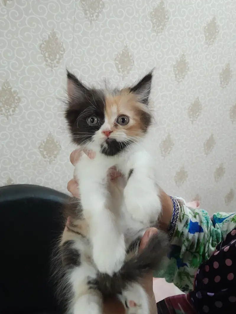 Male Punch Face Persian Kitten — photo 8