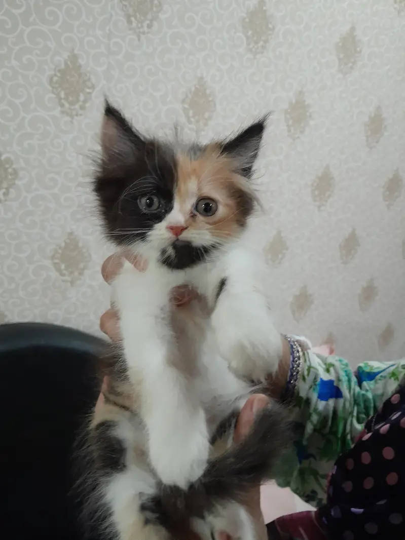 Male Punch Face Persian Kitten — photo 9