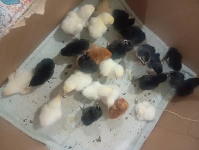 light susex heritage   astorlop commercial cheks hen eggs and cheks