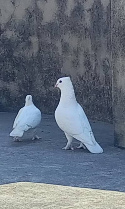pair for sale location Gujranwala 03298394346
