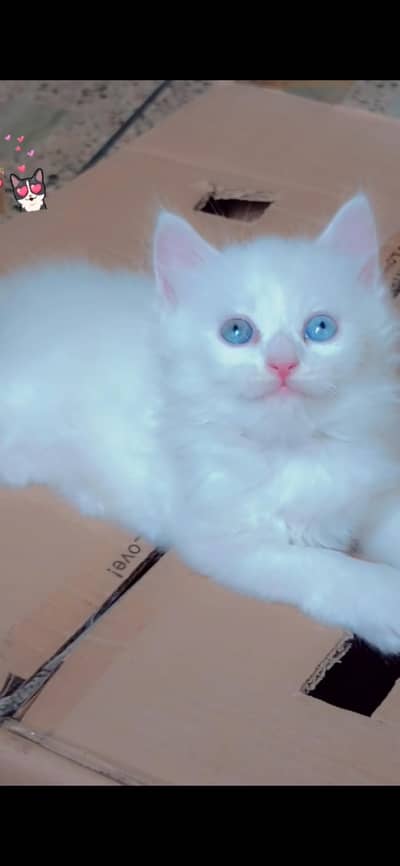 blue eyes cat