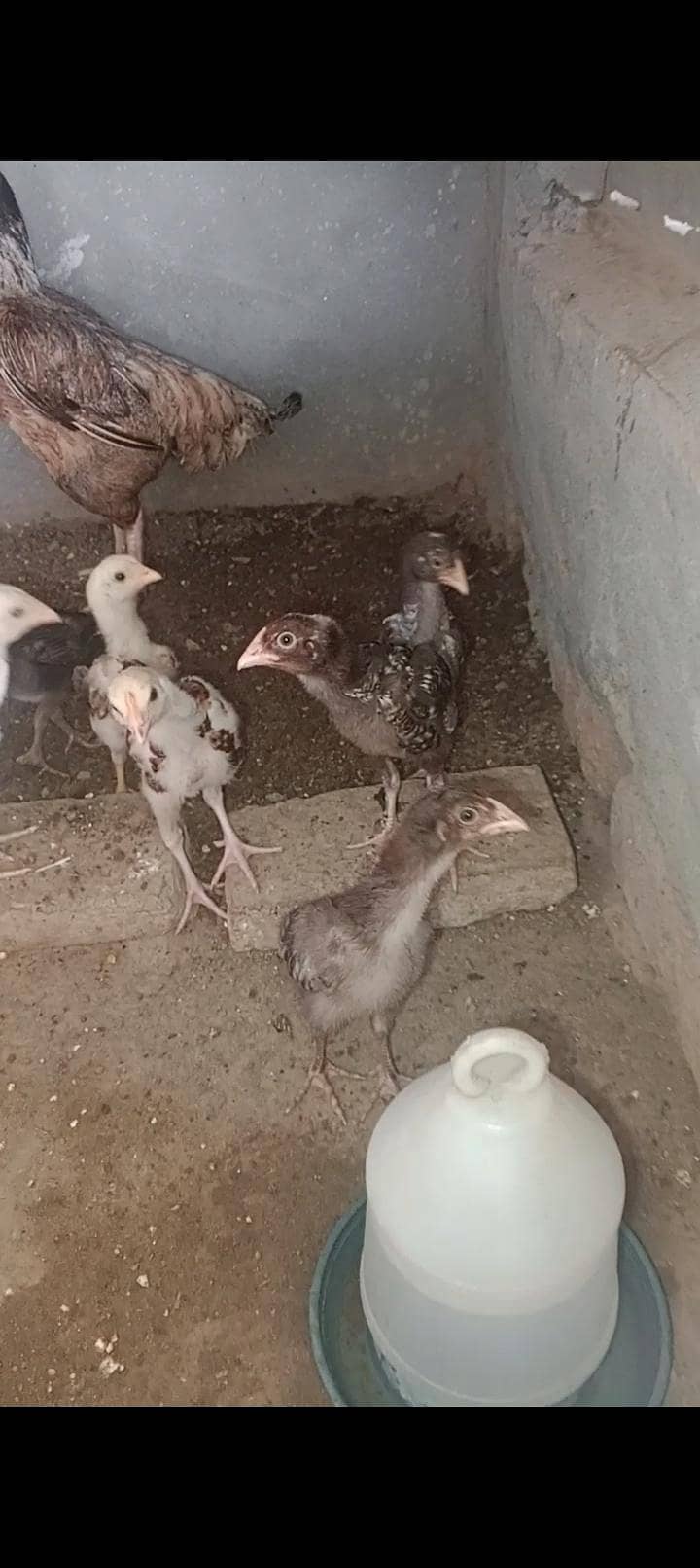 chick 0