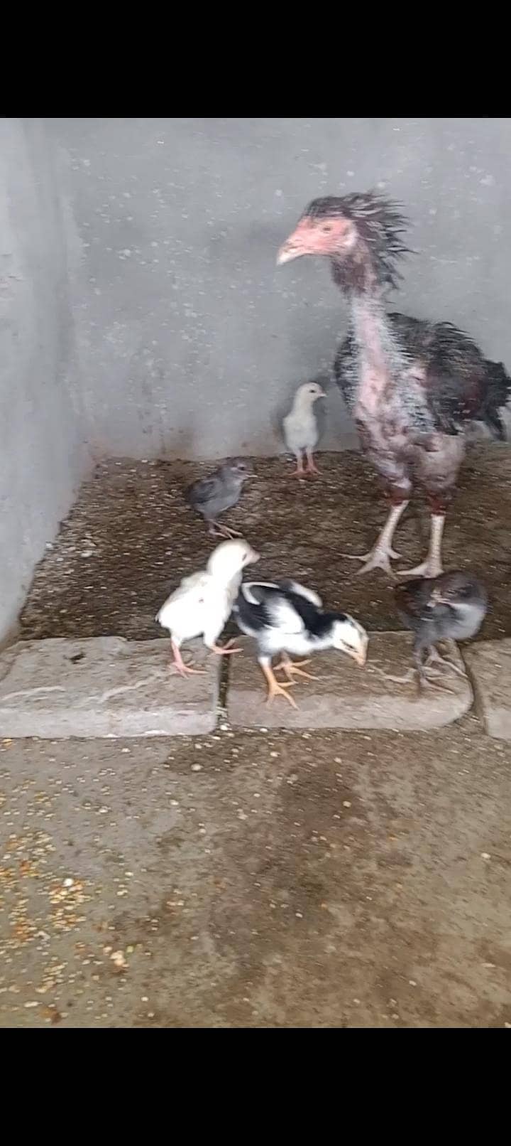 chick 1