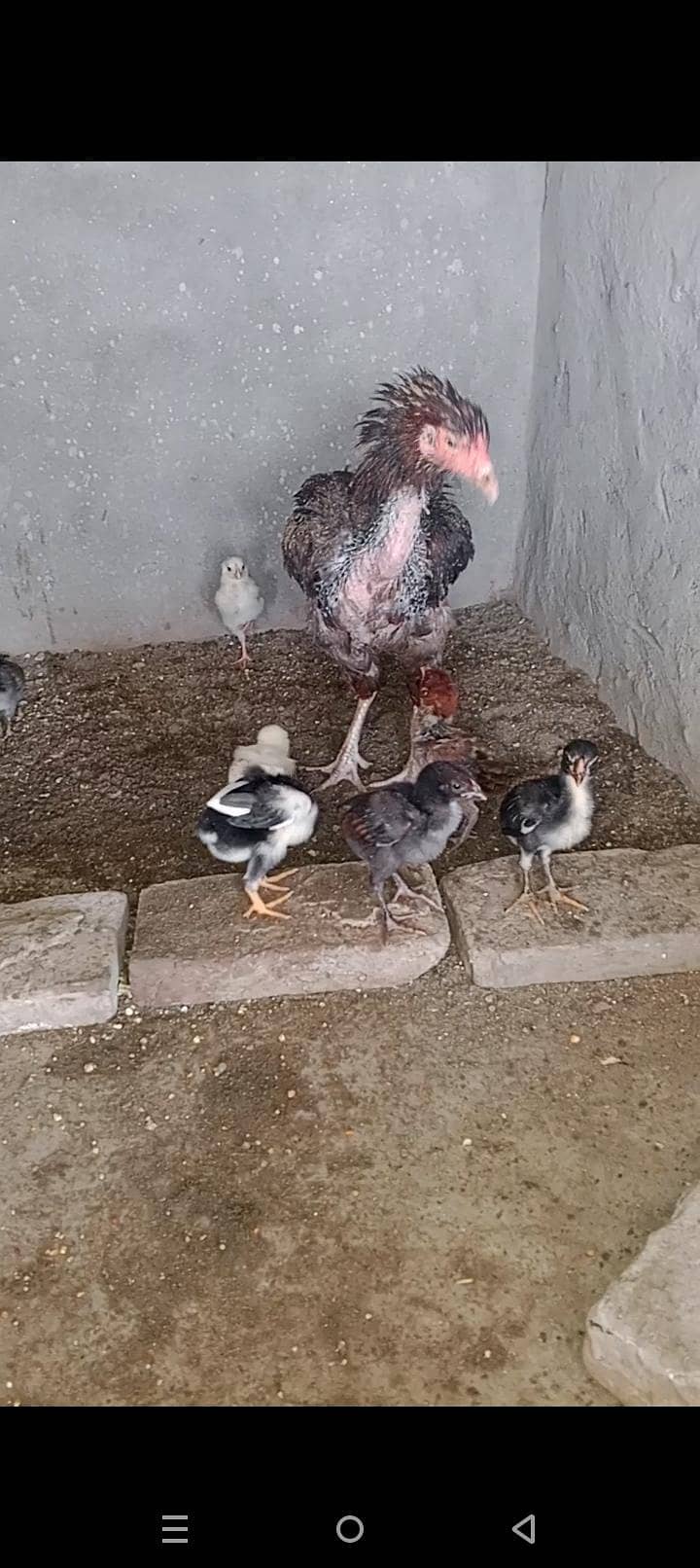 chick 2