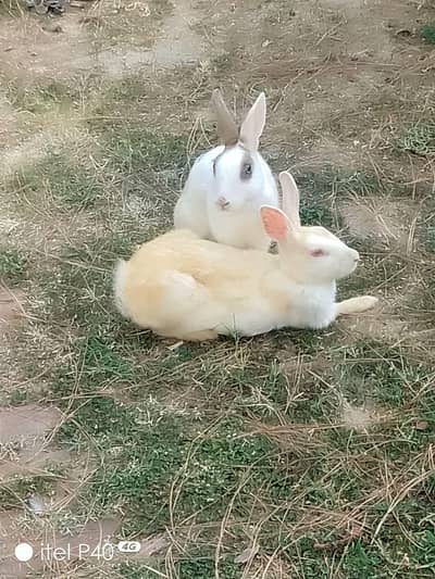Breeder pair and bunny available
