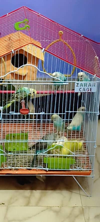 budgies with big cage available