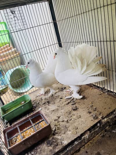 White laka pair