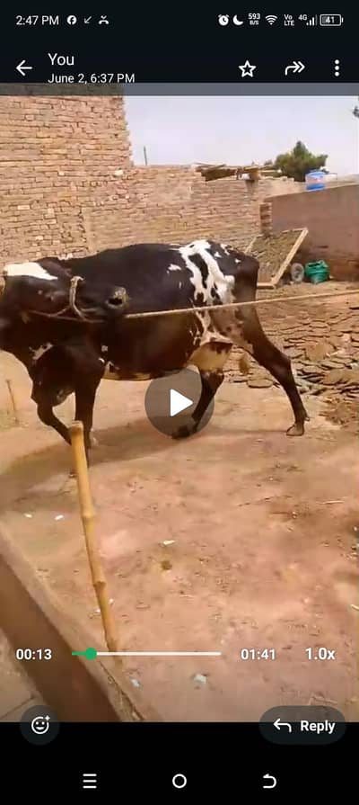 arjent sale 12liter dod mojod hay 1month brid ma hay