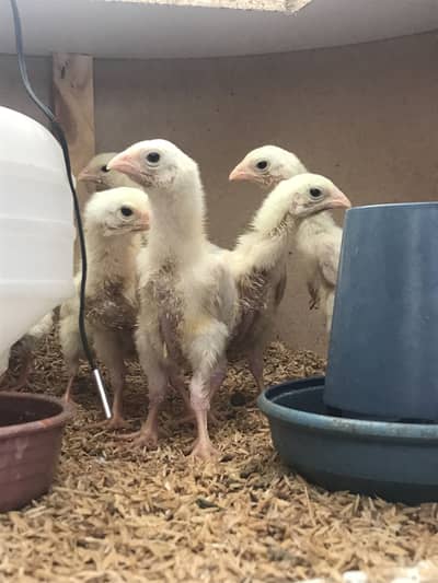German O Shamo Chicks Available