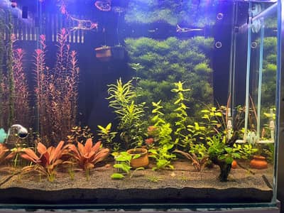 aquarium plants betta fish