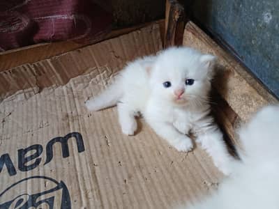 persian punch face triple coated kittens