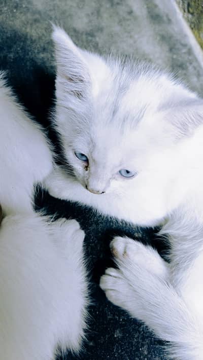 Persian Kitten For Sale Age 2 Months