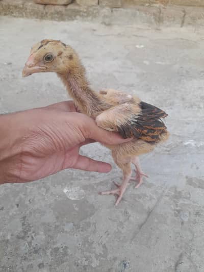 Aseel Chicks