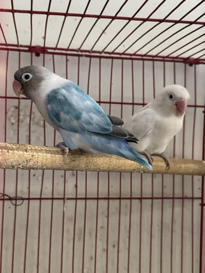 love birds pair for sale