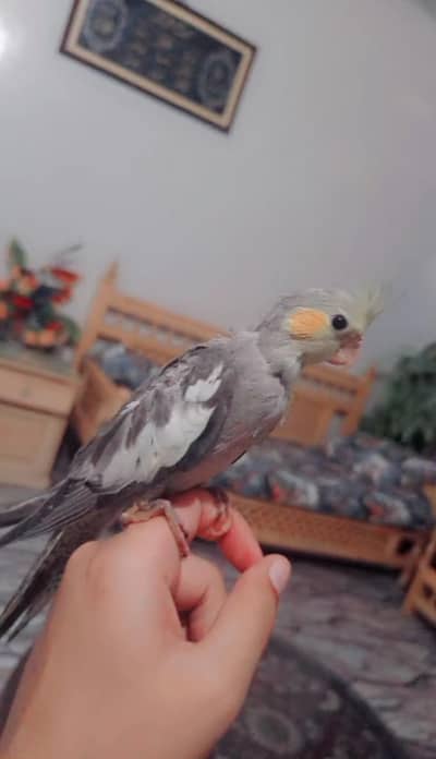 Hand tame Coctail chicks