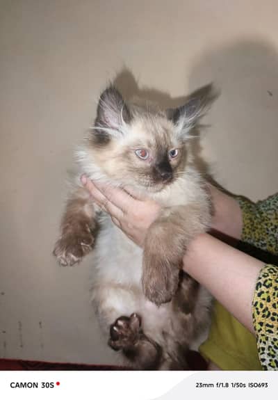 Himalayan kittens