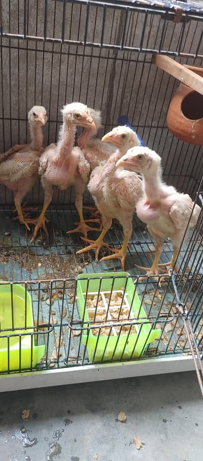 Heera chicks For sale