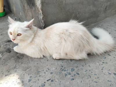 Persian Cat