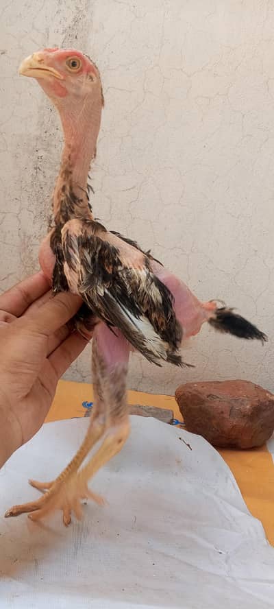 Japanese Shamo Aseel Pathay Shamo Chicks Shamo Murga Patha 03098573144