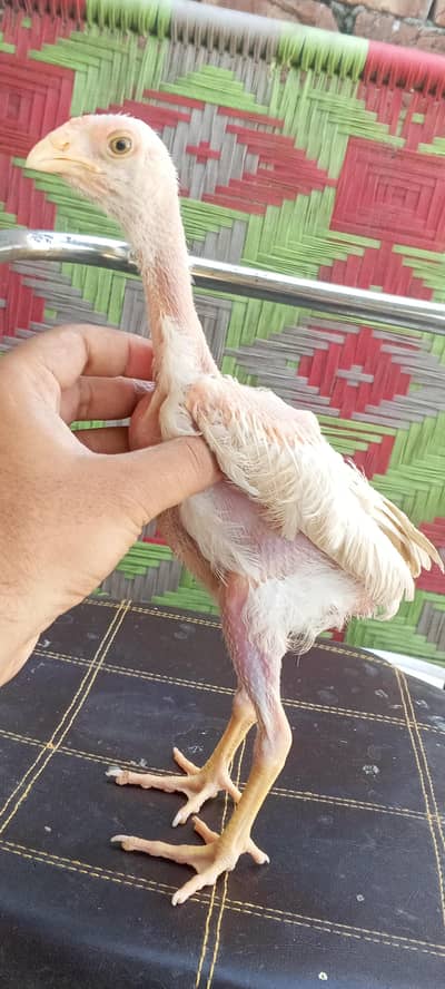 Japanese Shamo Aseel Pathay Shamo Chicks Shamo Murga Patha 03098573144