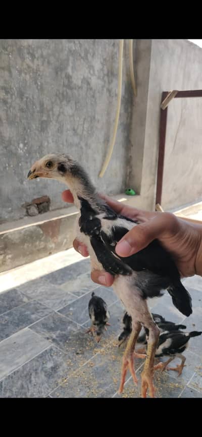Black German O shamo chicka available long height loc lahore