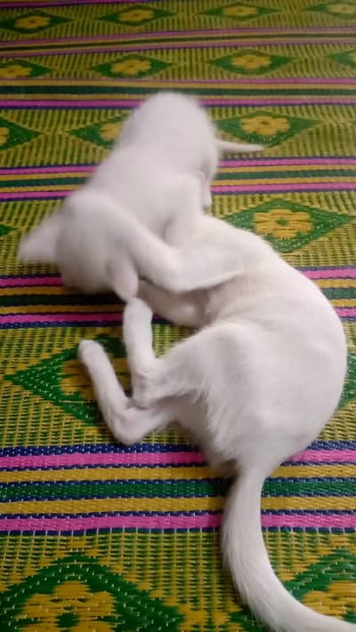 white cat
