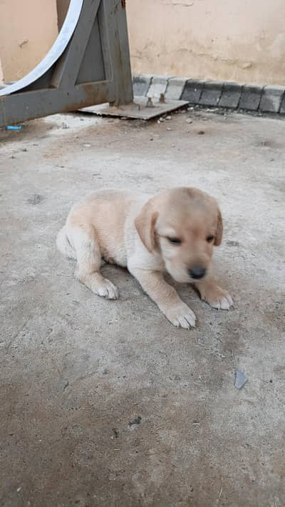 1 month labra male puppy dog